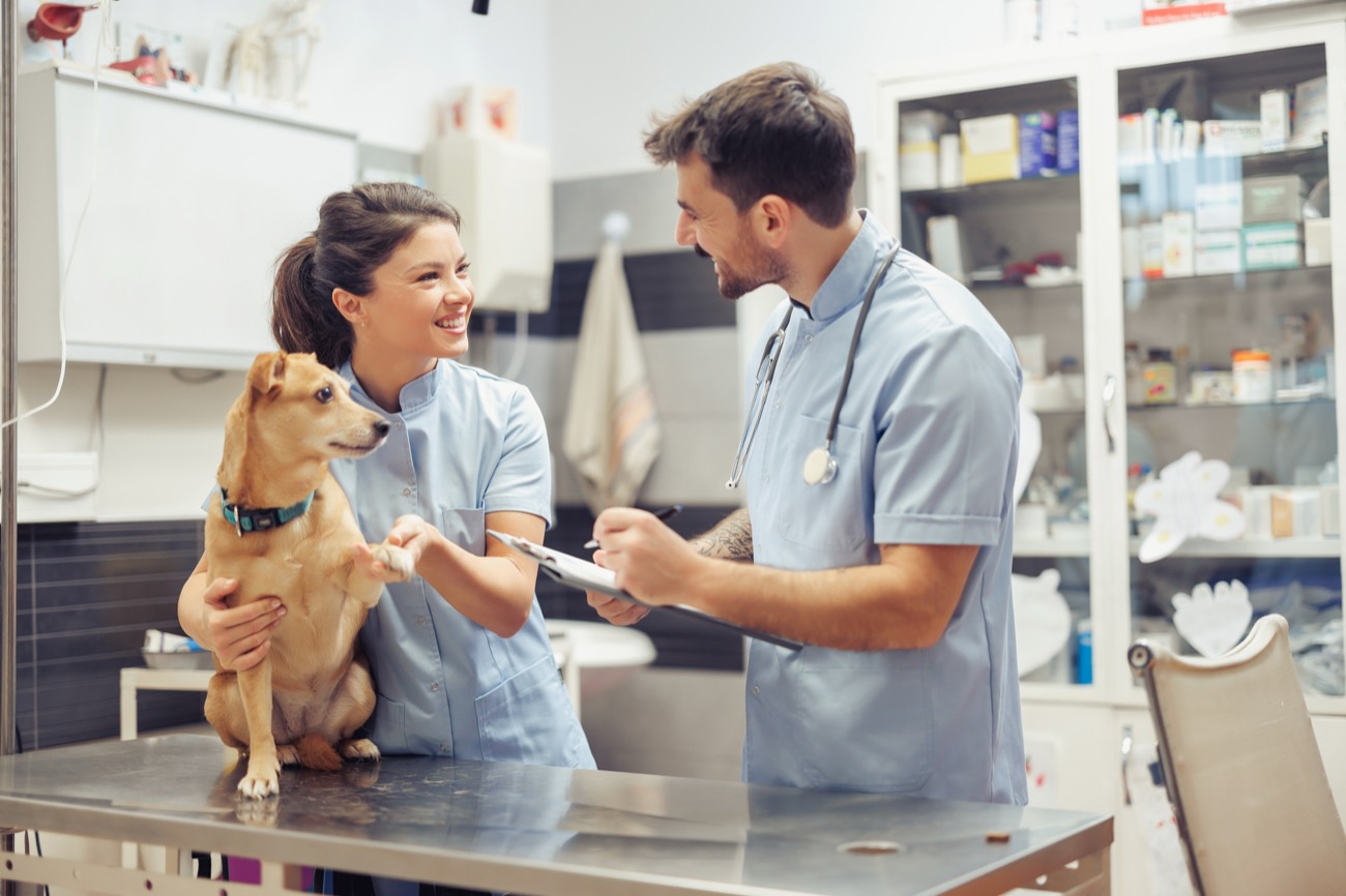 Dos veterinarios de Wagg atendiendo a un perro