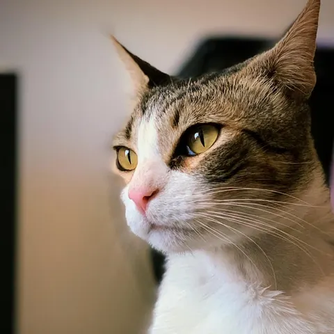 Miguelito